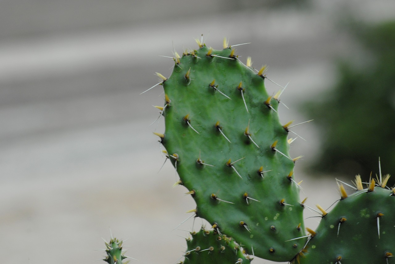 cactus spines