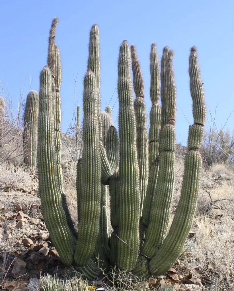 How Long Does A Saguaro Cactus Take To Grow An Arm - How Long Does It Take For A Saguaro Cactus To Grow An Arm