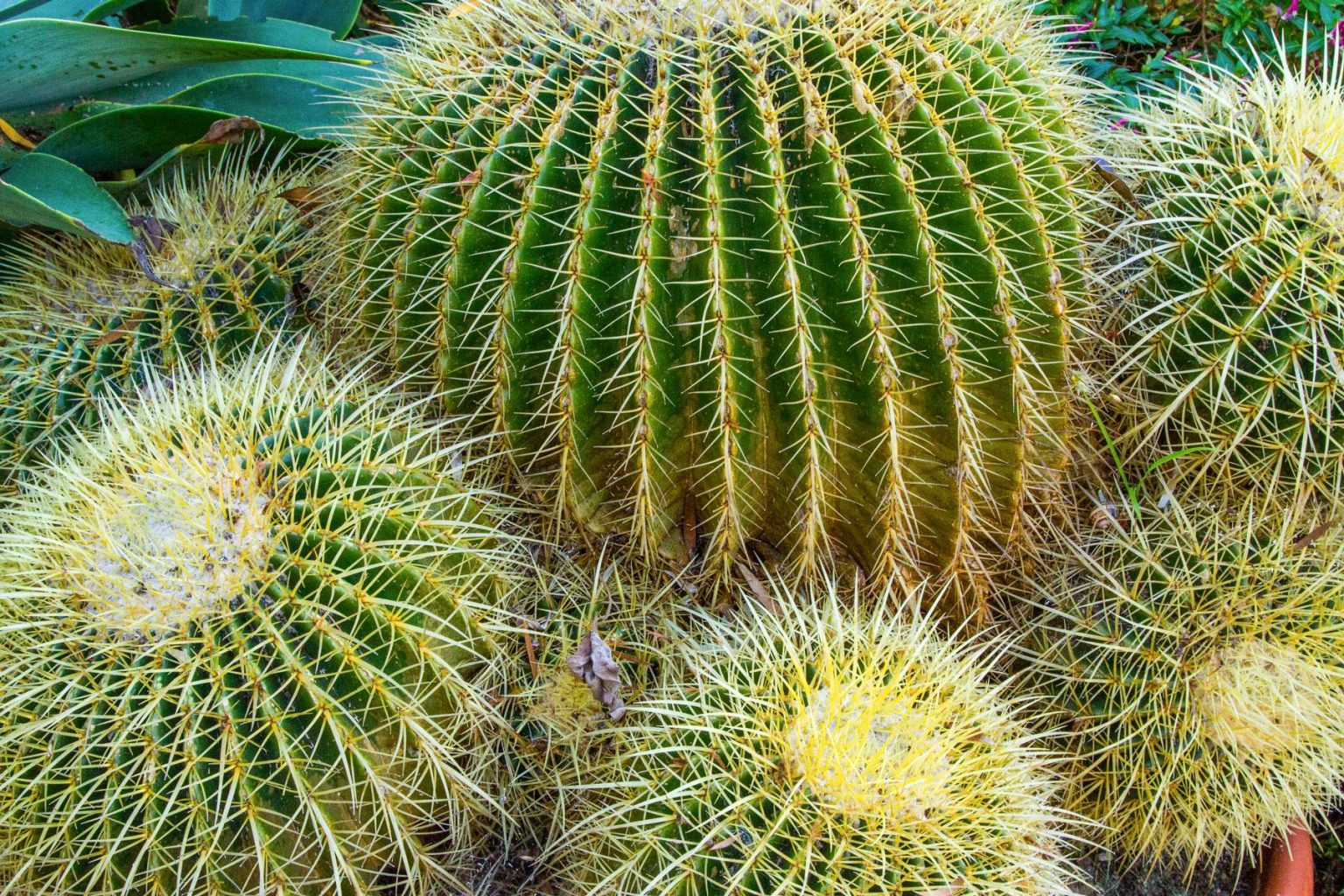 how-to-transplant-a-cactus-cutting-mitcityfarm