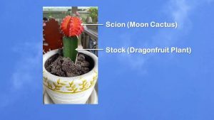 Moon cactus grafting