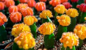 Moon Cactus Life Span | How long Do Moon Cactus Live