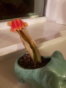 moon cactus dying