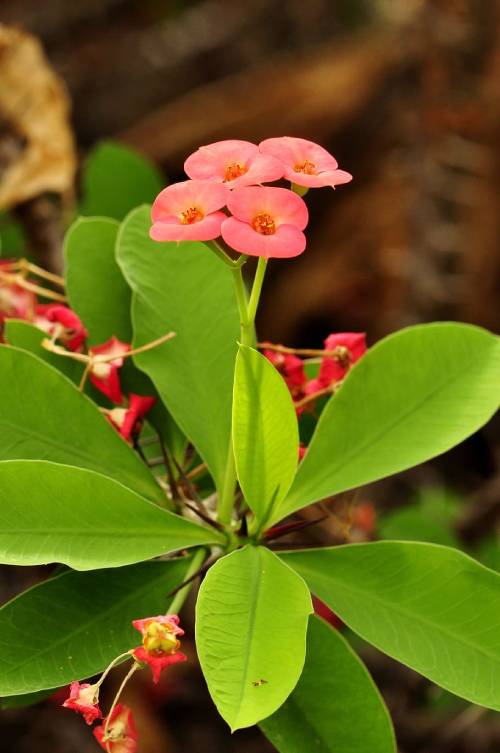 Crown of Thorns Plant Leaves Turning Yellow. Reasons And Solutions ...