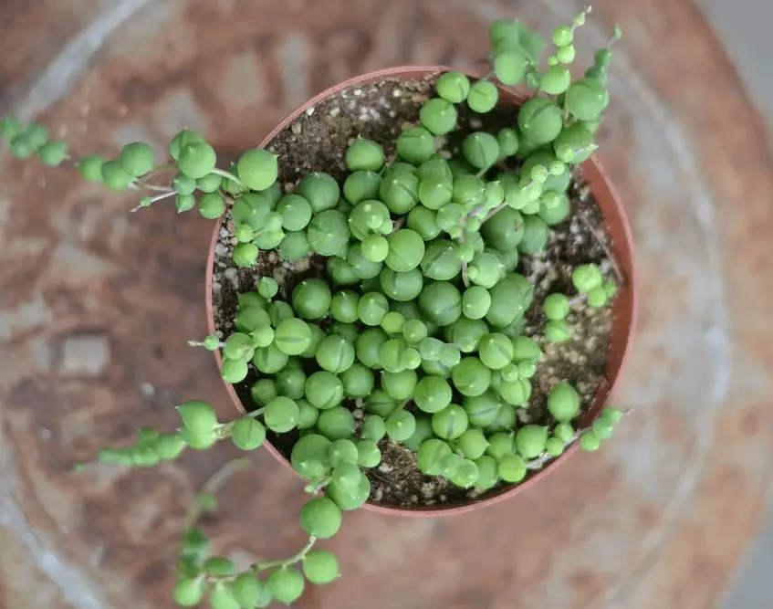 String of pearls