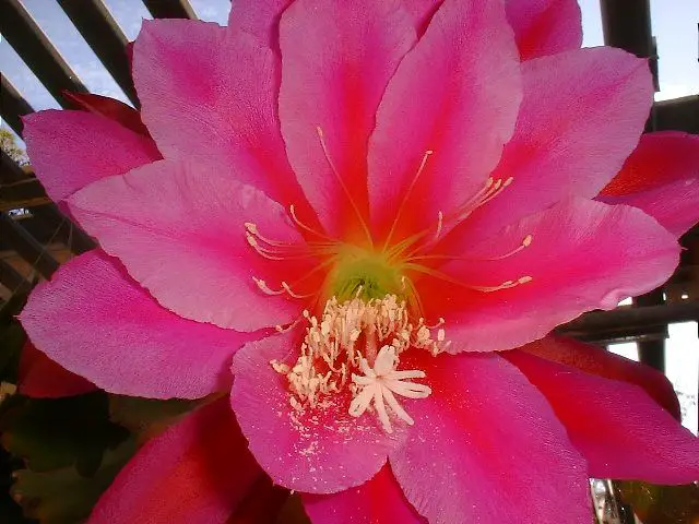 Orchid Cactus( Epiphyllum Spp.)