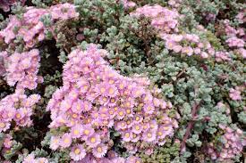 Oscularia Deltoides (Pink Ice Plant)