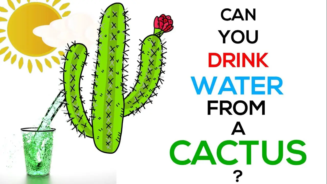 Drinking water from cactus