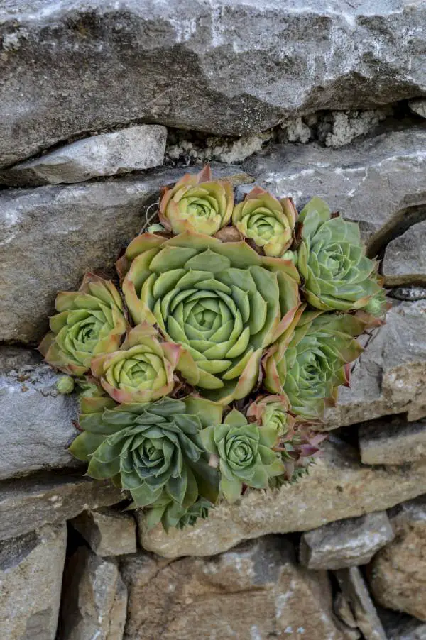 How To Plant Succulents In Rocks