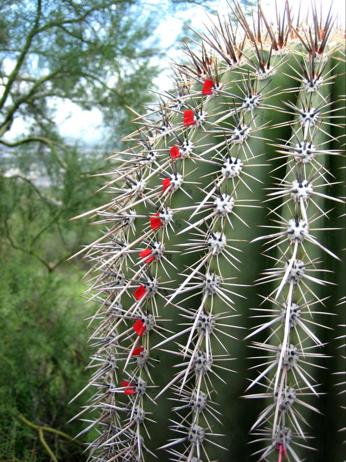 why-do-cactus-have-thorns-mitcityfarm