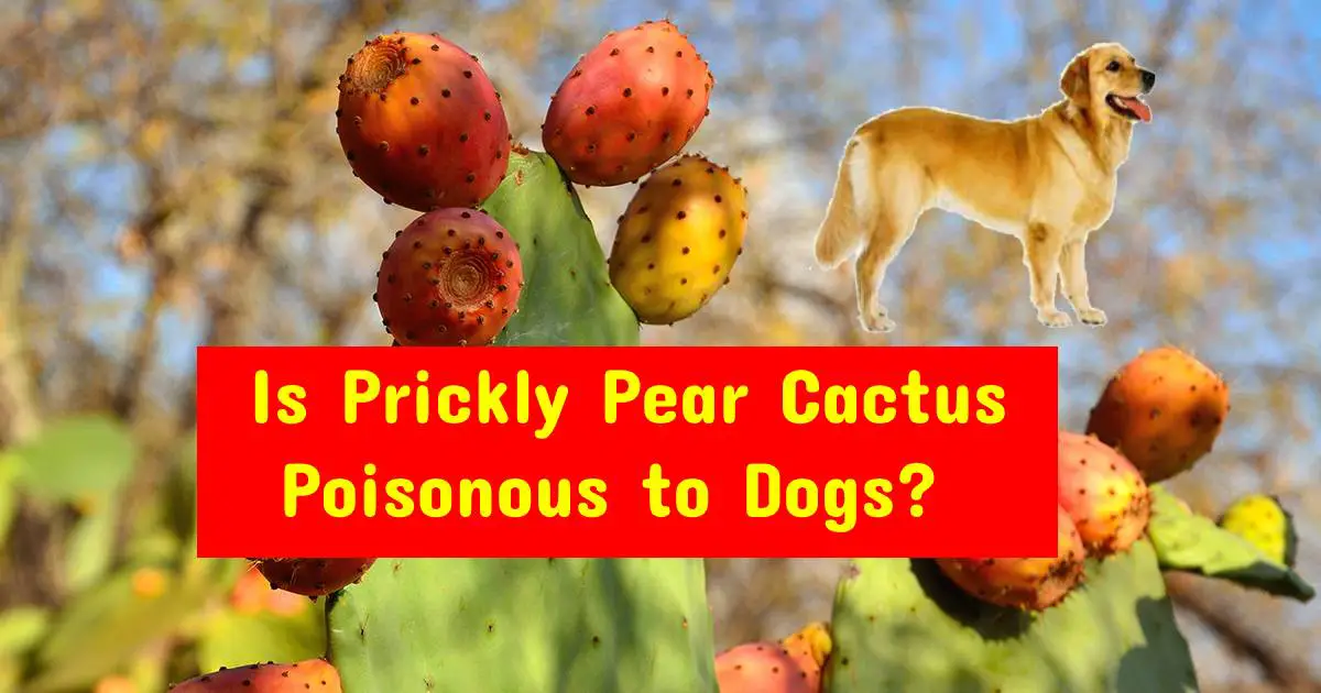 Is Prickly Pear Cactus Poisonous to Dogs?