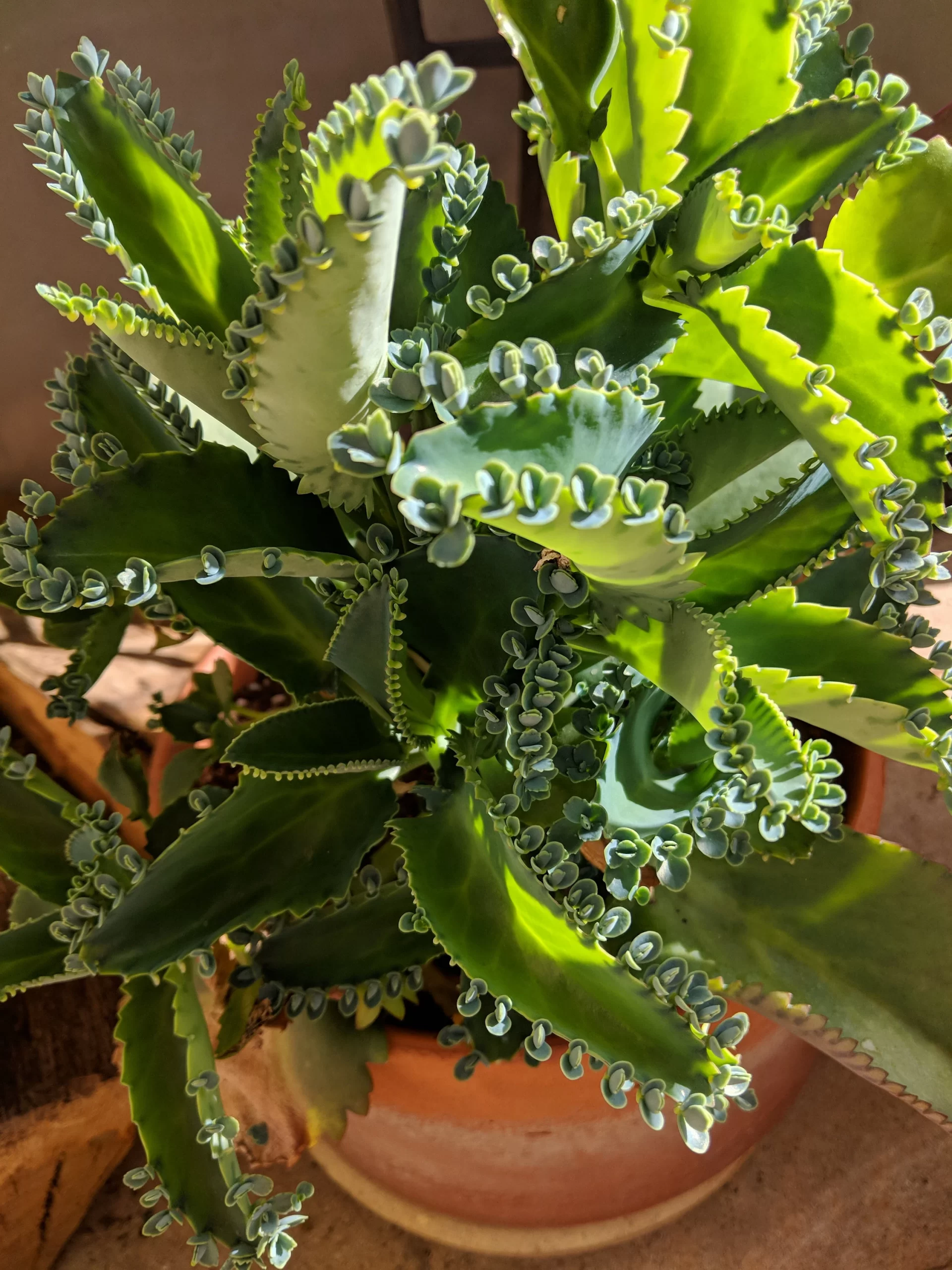 Mother Of Thousands