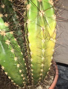 cactus turning yellow